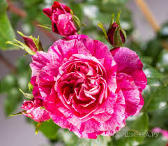 Роза плетистая Инес Састр